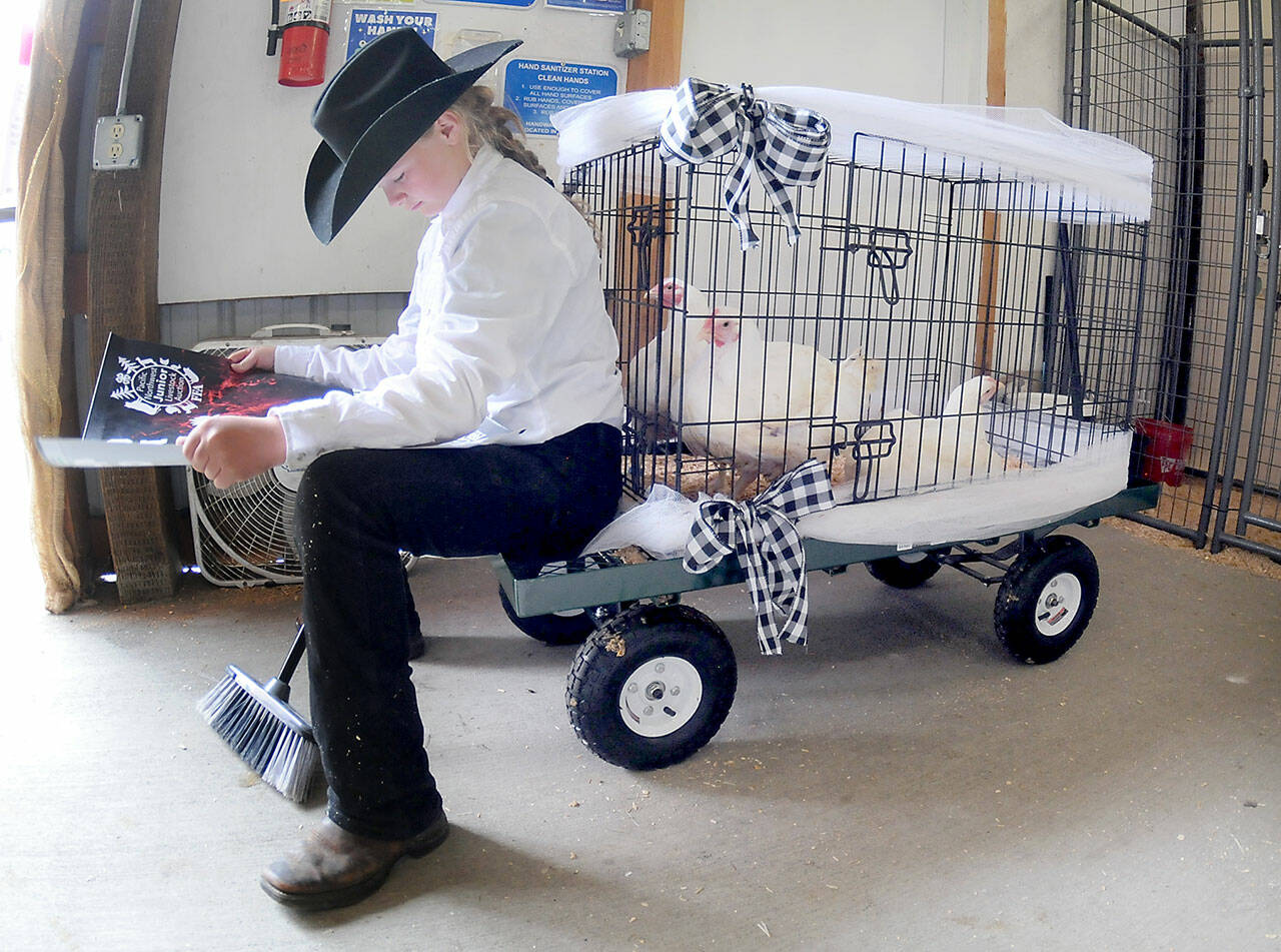 Natilee Winters, 11, a member of the Port Angeles-based Lambchops 4-H Club, sits on a display cart with her chickens as she awaits her turn in the auction ring during the Pacific Northwest Junior Livestock Auction on Saturday at the Clallam County Fair. Dozens of youngsters put their animals on the auction block in hopes of a large payoff for their livestock-rearing efforts. (Keith Thorpe/Peninsula Daily News)