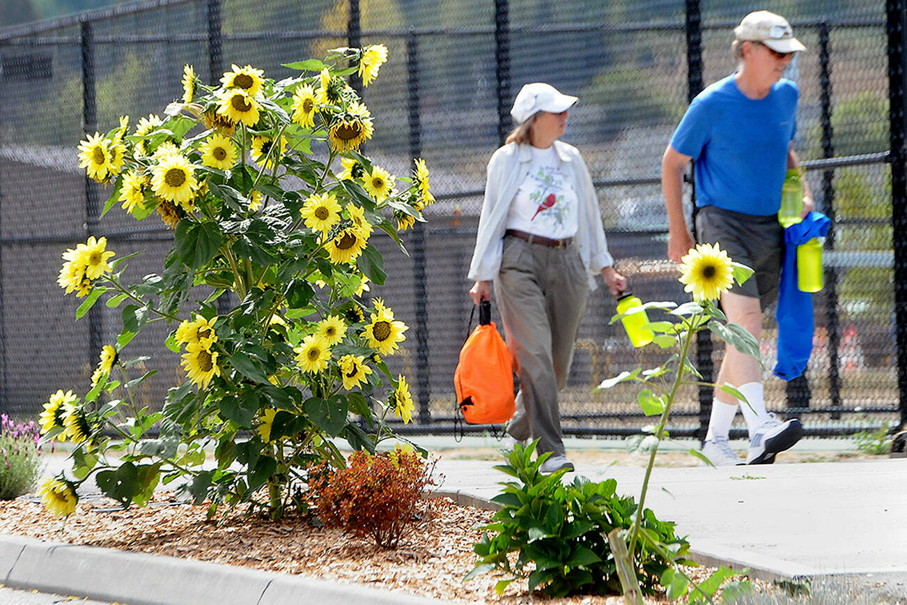 Val and Tim Cullinan of Sequim walk past stalks of sunflowers on their way to the pickleball courts at Carrie Blake Park in Sequim. The sunflowers are among several towering stands in the park and surrounding area. (Keith Thorpe/Peninsula Daily News)