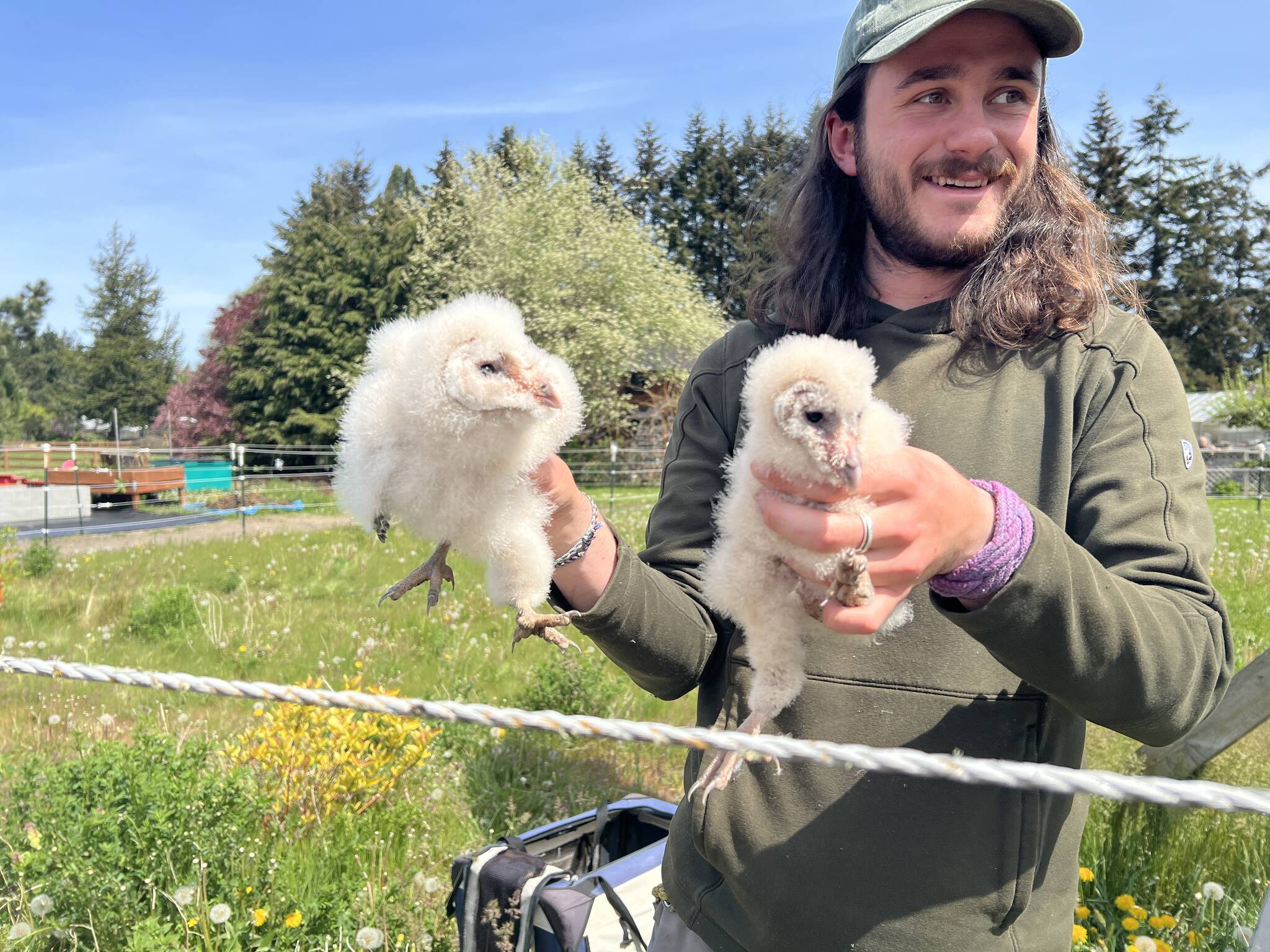 Joseph Molotsky of Discovery Bay Wild Bird Rescue in Port Townsend came to Sequim to take custody of two baby owls from Bert Corales and Candace Fagerhaugh. The couple, who have an owl house on their 5-acre property, fed the owlets after the birds’ parents disappeared. (Bert Corales and Candace Fagerhaugh)