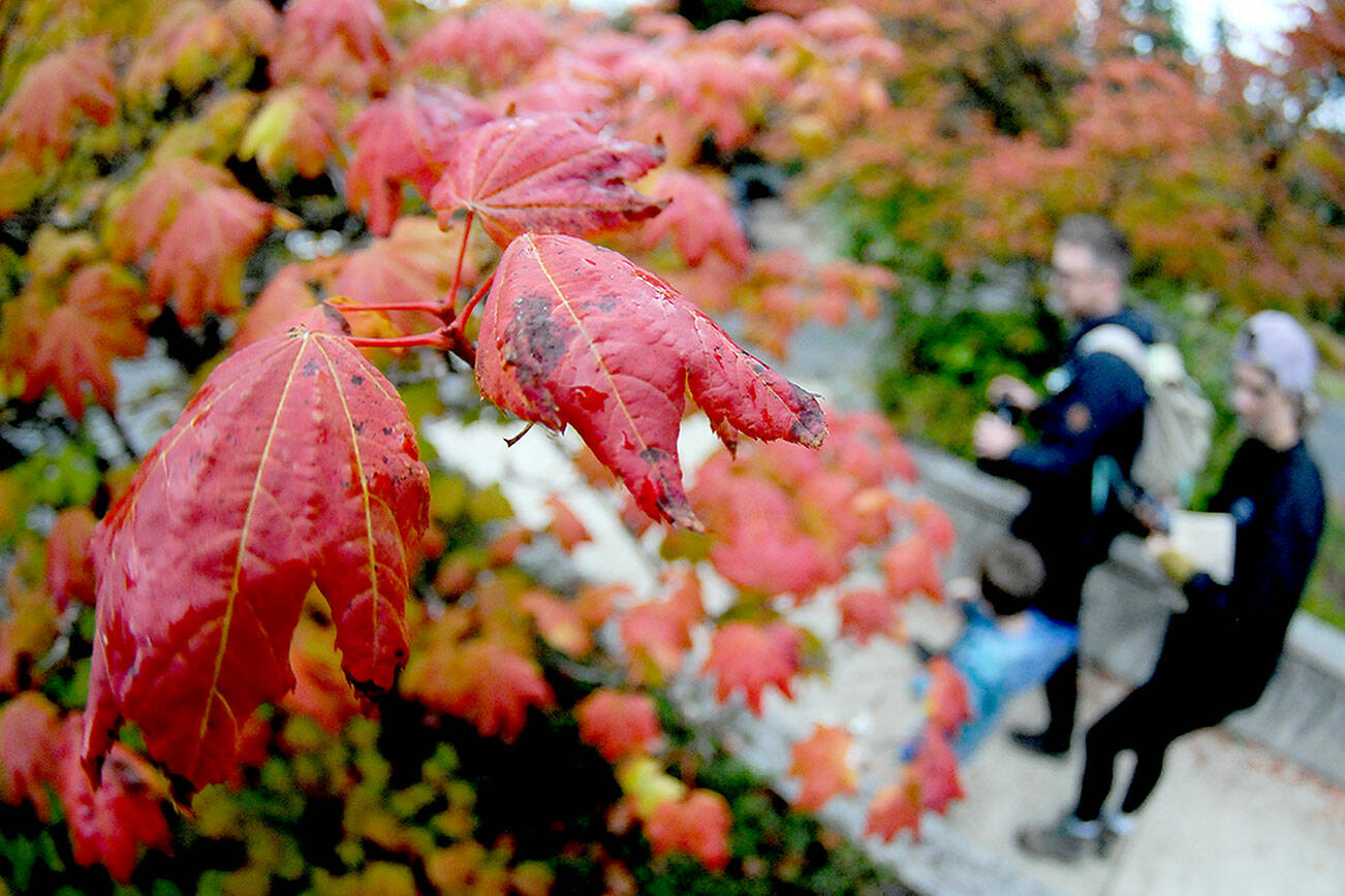 Raindrops coat the leaves of a vine maple tree at the Olympic National Park visitor center in Port Angeles. Although many species of trees are beginning to make an early transition to their fall colors, most foliage on the Peninsula are holding on their green leaves for now. (Keith Thorpe/Peninsula Daily News)