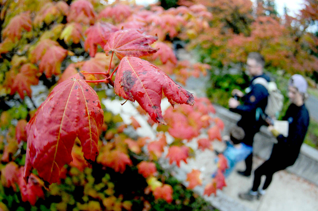 Raindrops coat the leaves of a vine maple tree at the Olympic National Park visitor center in Port Angeles. Although many species of trees are beginning to make an early transition to their fall colors, most foliage on the Peninsula are holding on their green leaves for now. (Keith Thorpe/Peninsula Daily News)