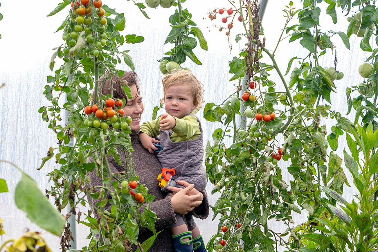 Lyle Baird, 1, seems to be telling his mom, Jaimie, of Port Townsend, that he wants a particular cherry tomato from the vine at Shy Acre Farm in Port Townsend while on the 23rd annual Jefferson County Farm Tour on Saturday. Shy Acre Farm was one of 15 around the county on the tour. (Steve Mullensky/for Peninsula Daily News)