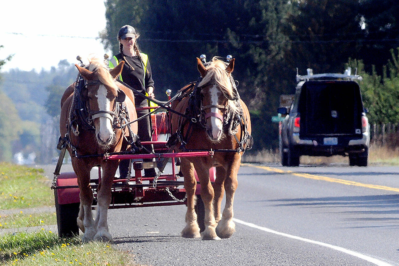 Ada Belle of Sequim drives a team of draft horses, Jim and Jake, along the side of Old Olympic Highway west of Sequim on Saturday. She said the horses are used for a variety of farm tasks and were being moved from one field to another. (Keith Thorpe/Peninsula Daily News)