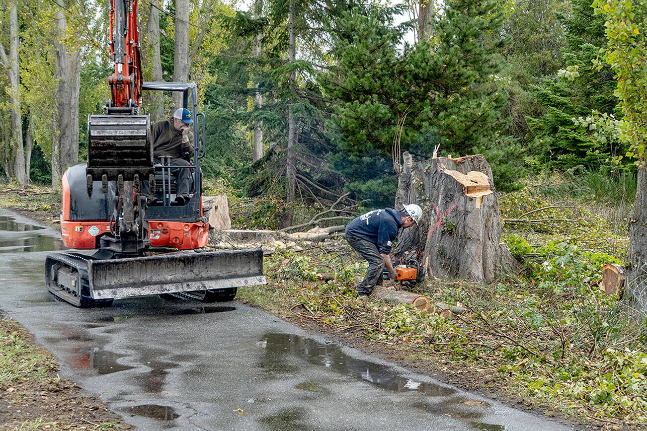 Drew Simmons of Precision Tree Service in Chimacum saws through a poplar tree stump that was one of about a dozen old and rotting poplars cut down on Monday along Sims Way in Port Townsend. The trees were cut down because they posed a threat to vehicles and pedestrians who drive or walk by on a daily basis. (Steve Mullensky/for Peninsula Daily News)