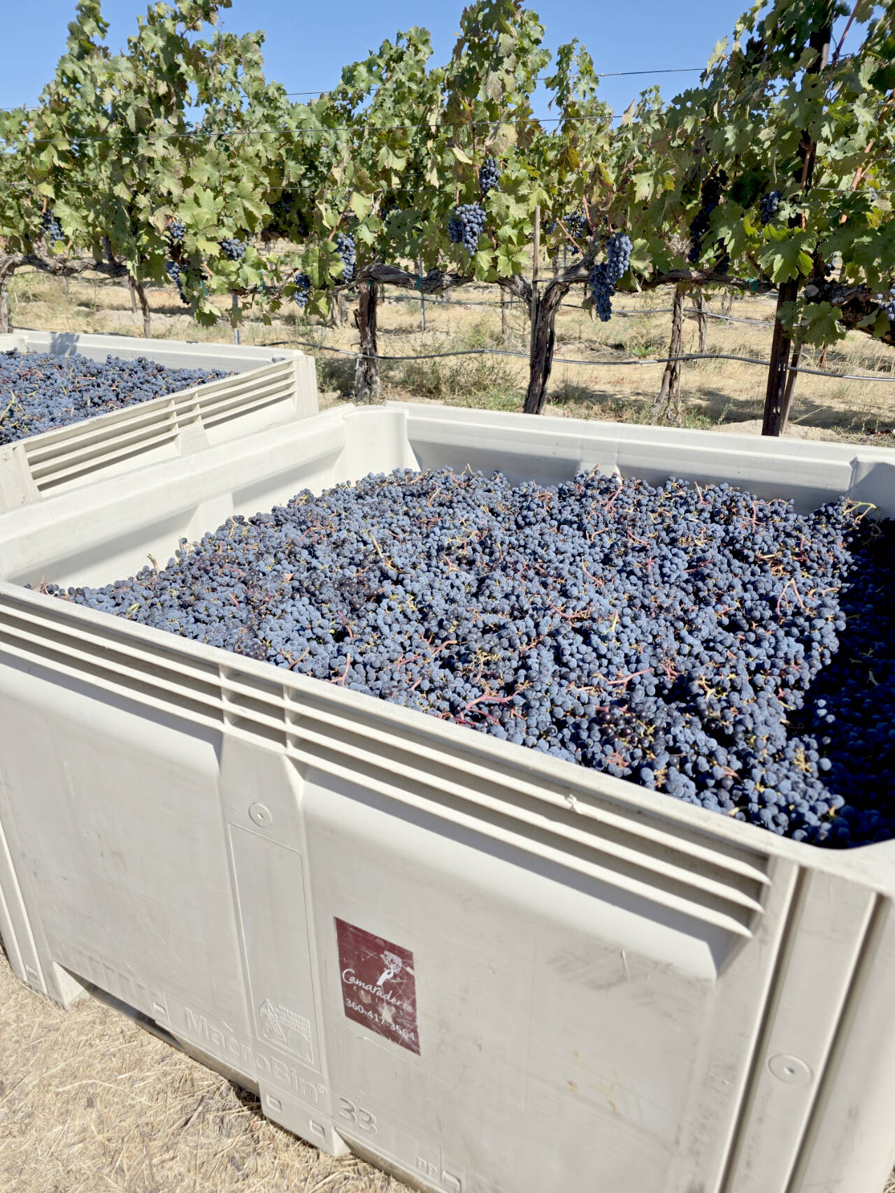 This is what a half-ton bin of wine grapes looks like. I will truck more than 80 to 90 of these over the next month. (Don Corson/for Peninsula Daily News)