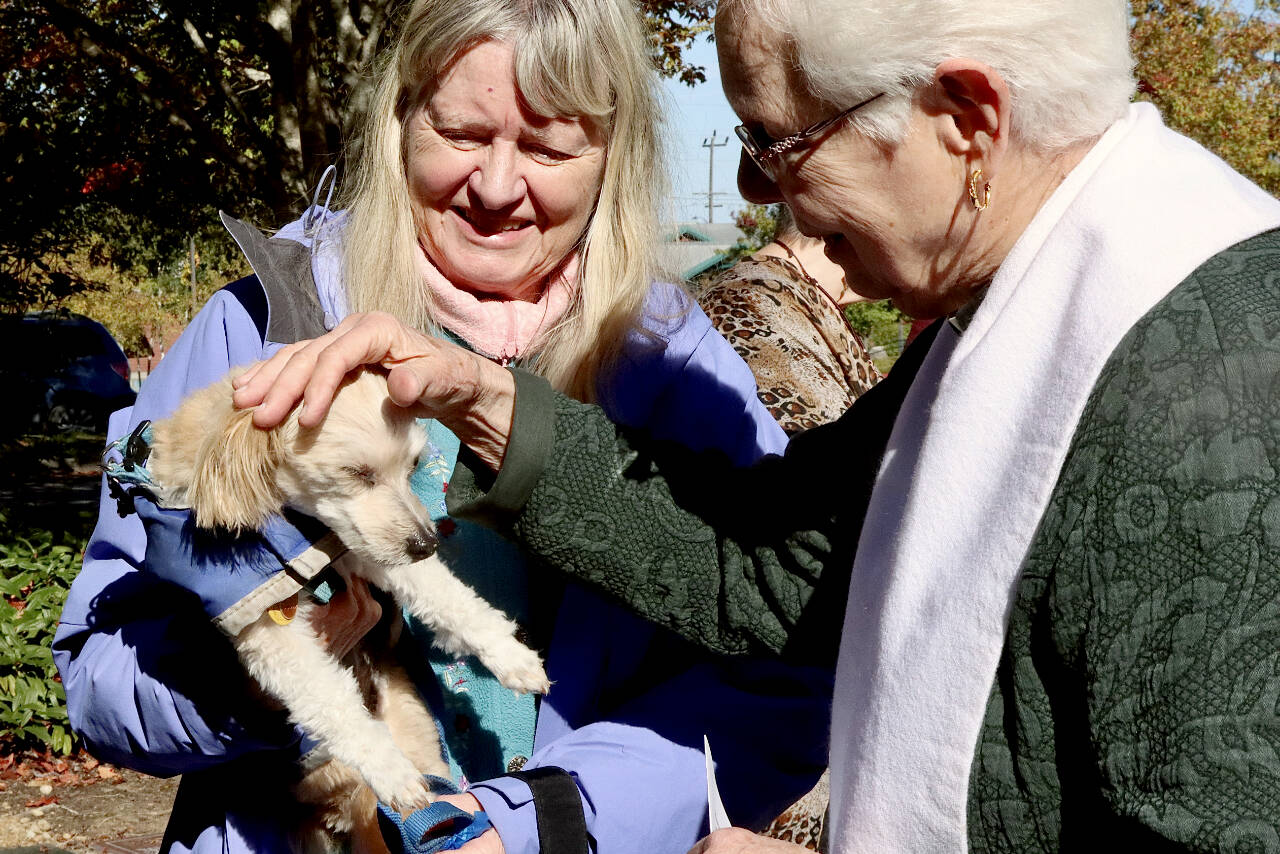Pastor Beth Oling of Holy Trinity Lutheran Church of Port Angeles blesses Lille, a 17-year-old Havanese dog, at the annual Blessing of the Animals event at the Holy Trinity Lutheran Church Sunday afternoon. Roxanne Grinstad is the dogs owner. About a dozen dogs and cats came for the special blessing. The church blesses animals to celebrate the Creation Season and St. Francis’ love of animals. (Dave Logan/for Peninsula Daily News)