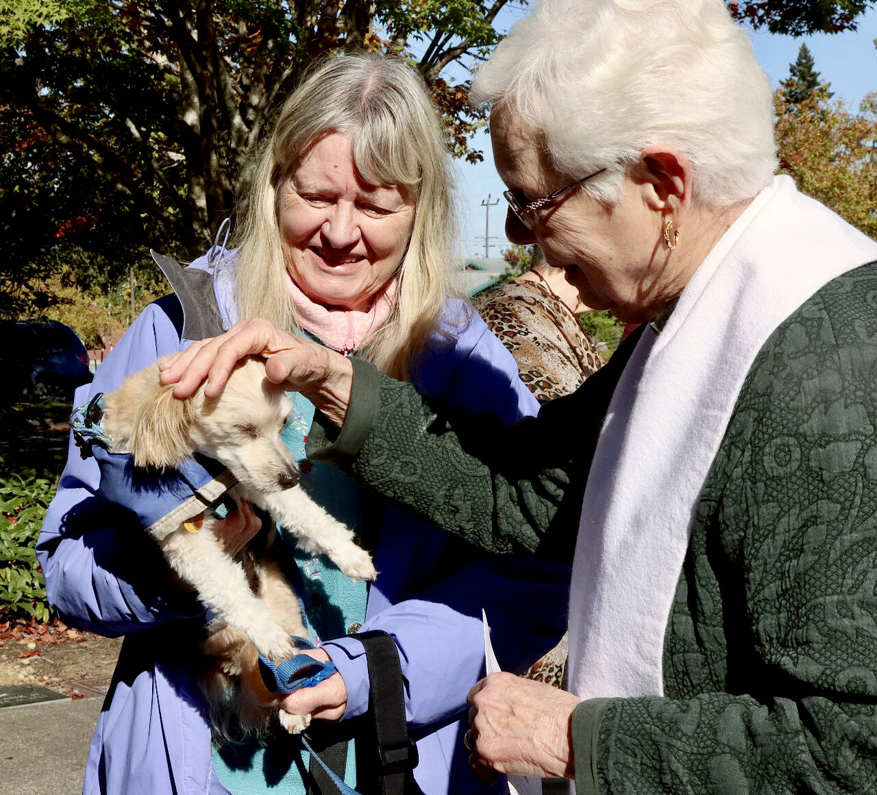 Pastor Beth Oling of Holy Trinity Lutheran Church of Port Angeles blesses Lille, a 17-year-old Havanese, at the annual Blessing of the Animals event at the Holy Trinity Lutheran Church Sunday afternoon. Roxanne Grinstad is the dogs owner. About a dozen dogs and cats came for the special blessing. The church blesses animals to celebrate the Creation Season and St. Francis’ love of animals. (Dave Logan/for Peninsula Daily News)