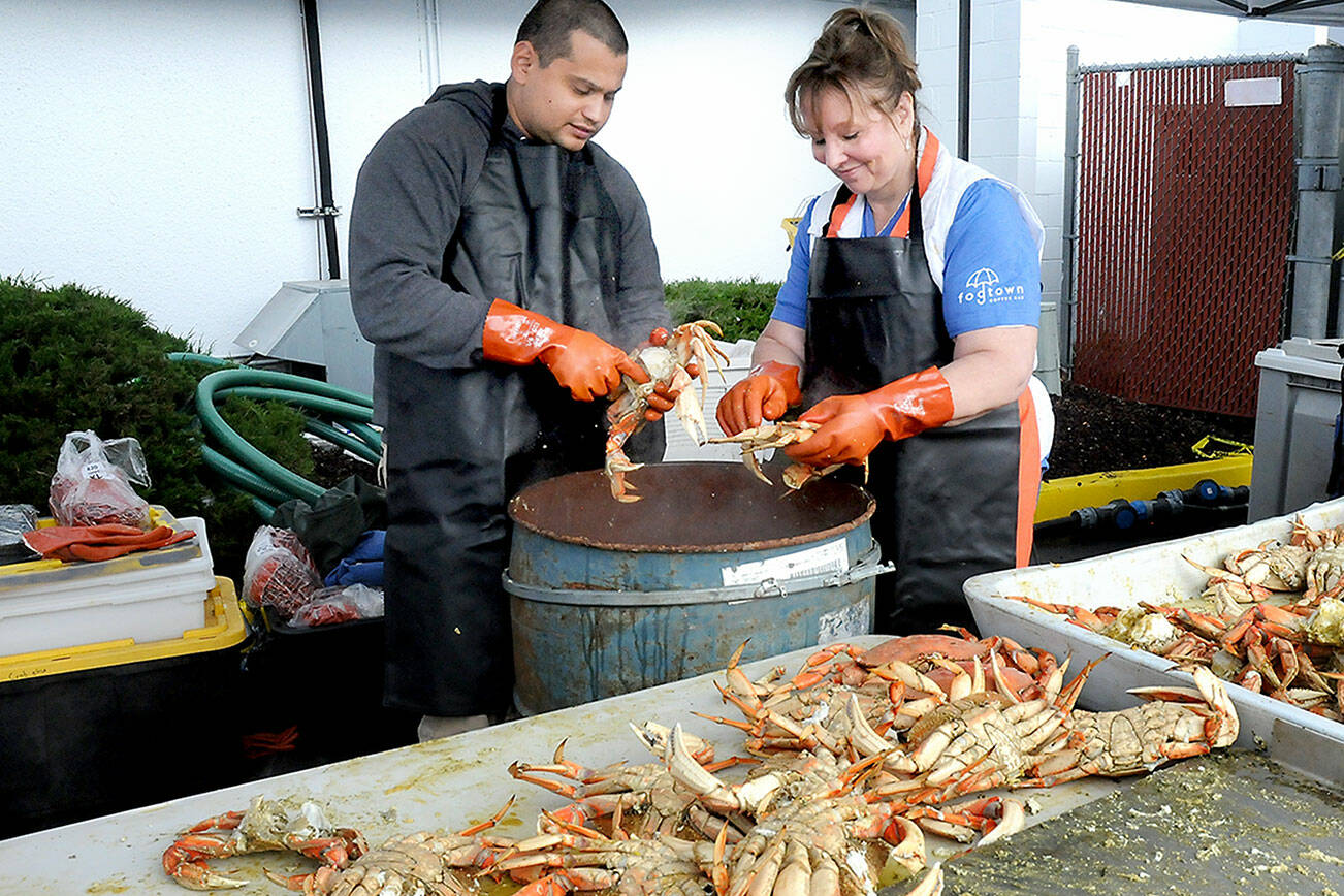 Krab Krew members Jernando Juarez, left, and Julie Myers crack open freshly cooked whole crabs destined for consumption by visitors at the Dungeness Crab Festival on Friday on the Port Angeles waterfront. Thousands of fresh crabs have been brought in for hungry festival-goers at the three-day event, which also features a variety of other seafood delights as well as live music, demonstrations, a craft fair and a crab derby. The festival will continue through Sunday. (Keith Thorpe/Peninsula Daily News)