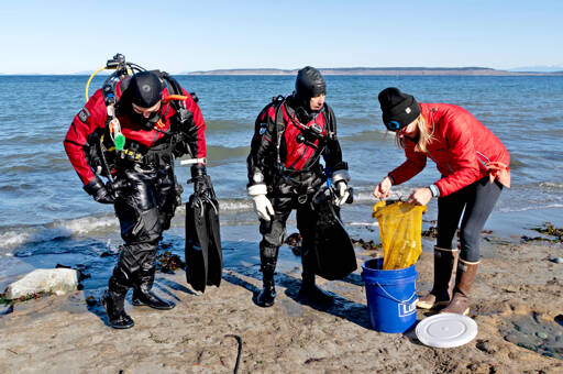 Scuba divers Shawn Augustine, left, Chris Van Damme and Jackie Selbitschka, all with Reef Check, an international non-governmental organization dedicated to the conservation of two ecosystems — tropical coral reefs and temperate kelp forests — place instruments recovered from a buoy in a bucket of water on Tuesday to keep them wet until the data can be downloaded. The data contains information on the salinity, Ph, dissolved oxygen and temperature of the kelp in the 50-degree water of the Salish Sea. (Steve Mullensky/for Peninsula Daily News)
