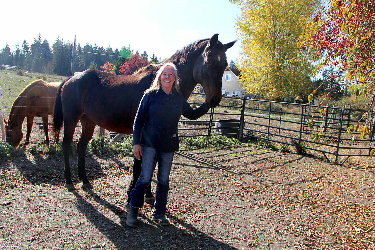 Banner, 20, is a very kind, attentive gelding who arrived at OPEN in a state of neglect. After he spends more time recovering, he will be sent to Fox-Bell Farm for some retraining and then be available for adoption through OPEN. (Karen Griffiths/For Peninsula Daily News)