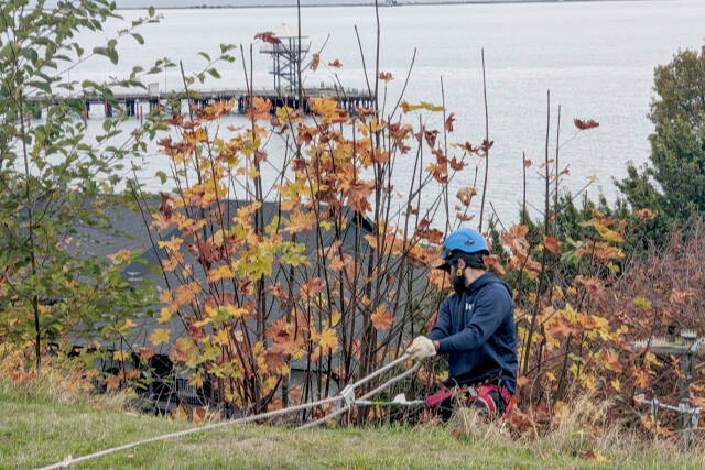 A member of the Washington Conservation Corps rappels down the bluff on Nov. 3 from Waterfront Vista Park. (Sam Grello/Port Angeles Waterfront District)