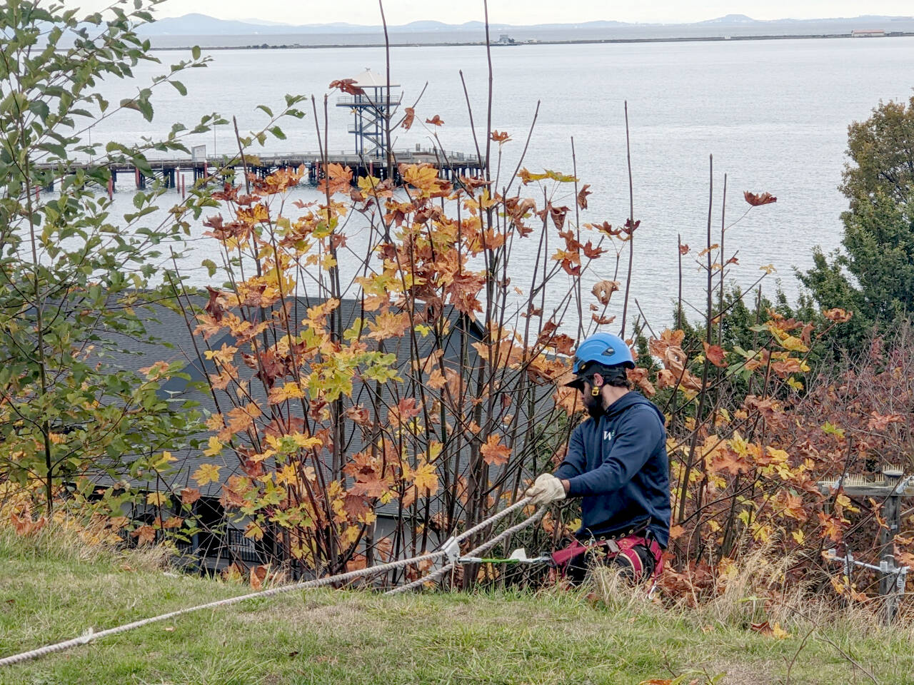 A member of the Washington Conservation Corps rappels down the bluff on Nov. 3 from Waterfront Vista Park. (Sam Grello/Port Angeles Waterfront District)