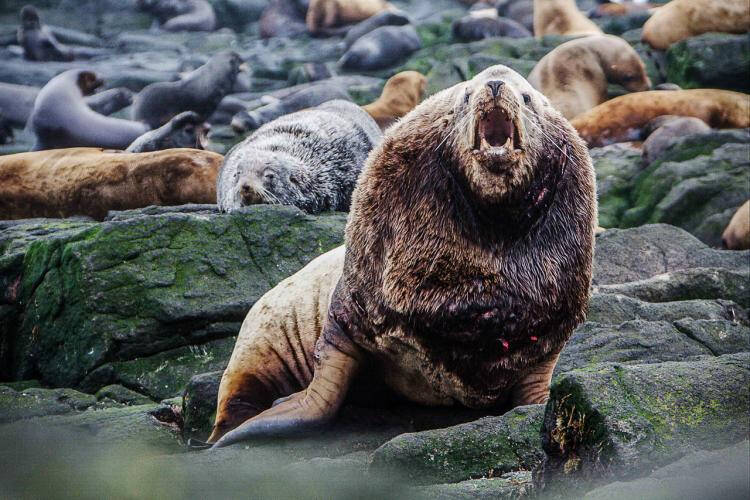 NOAA 
A Steller sea lion voices his displeasure along a rocky Pacific Coast tideland.