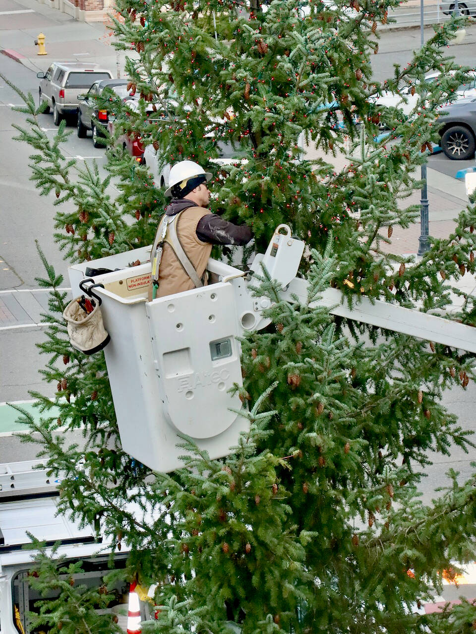 Eli Hammel, City Of Port Angeles employee, puts just under 20,000 lights on the city Christmas tree in front of the Conrad Dyar fountain in downtown Port Angeles on Tuesday. (Dave Logan/For Peninsula Daily News)