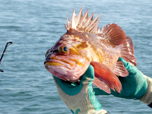A copper rockfish caught as part of a state Department of Fish and Wildlife study in 2017. The distended eyes resulted from a pressure change as the fish was pulled up from a depth of 250 feet. (David B. Williams)